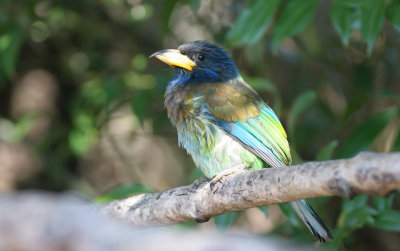 Great barbet