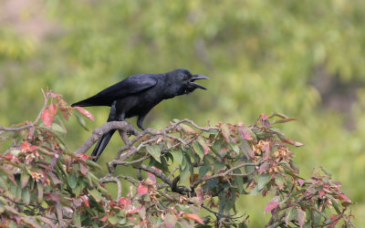 Large billed crow