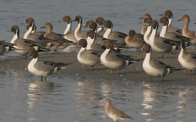 Pintail