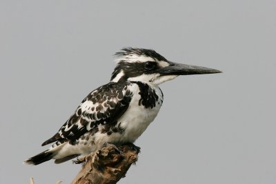 Pied kingfisher