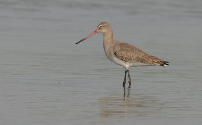 black tailed godwit