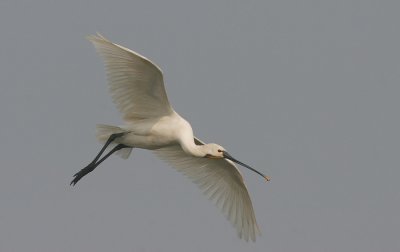 Spoonbill