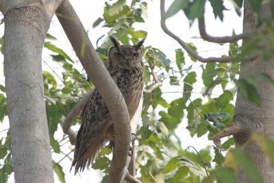 Eagle owl ( Bubo bubo)