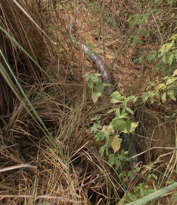 Indian rock python