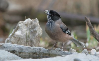 Black headed  jay