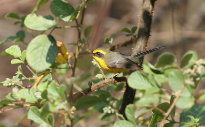 Yellow bellied fantail