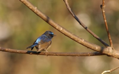 Small niltava