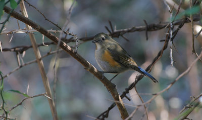 Orange flanked bush robin