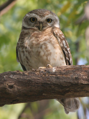 Spotted owlet