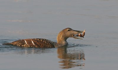 Eider (Somateria mollissima)