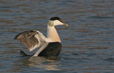 Eider (Somateria mollissima)