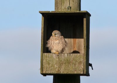Kestrel (Falco tinnunculus)