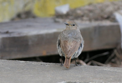 Black redstart (Phoenicurus ochruros) - female