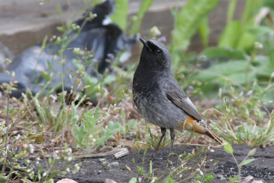 Black redstart (Phoenicurus ochruros) - male