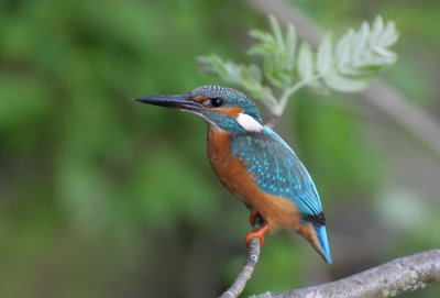 Common kingfisher (Alcedo atthis)