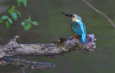 Common kingfisher (Alcedo atthis)