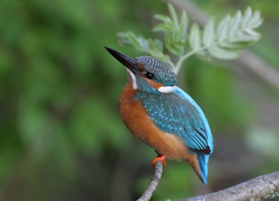Common kingfisher (Alcedo atthis)