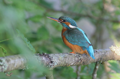 Common Kingfisher (Alcedo atthis) - female