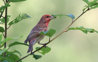 Scarlet rosefinch (Carpordacus erythrinus)