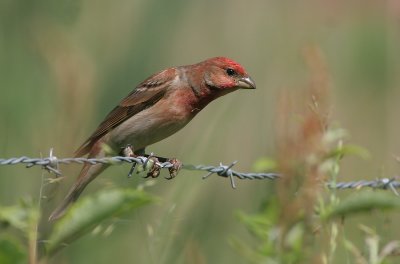 Scarlet rosefinch (Carpordacus erythrinus)