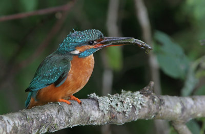 Common Kingfisher (Alcedo atthis)