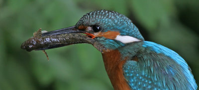 Common Kingfisher (Alcedo atthis)