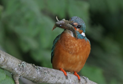 Common Kingfisher (Alcedo atthis)