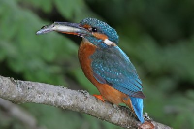 Common Kingfisher (Alcedo atthis)