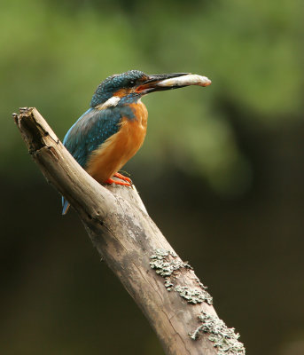  Common Kingfisher (Alcedo atthis)