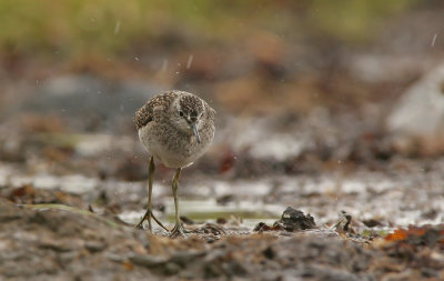 Wood sandpiper (Tringa glareola)