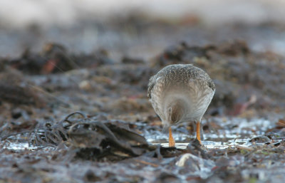 Redshank (Tringa totanus)