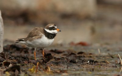 Ringed plover ( Charadrius hiaticula)