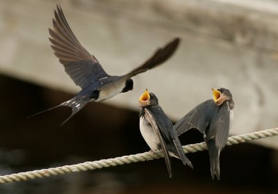 Barn swallow (Hirundo rustica)