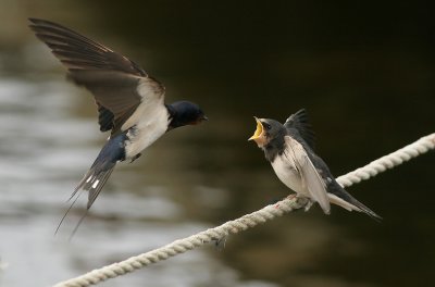 Barn swallow (Hirundo rustica)