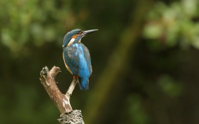 Common Kingfisher (Alcedo atthis)