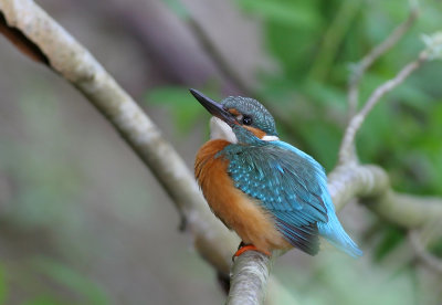 Common Kingfisher (Alcedo atthis)