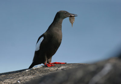Black guillemots (Cepphus grylle)