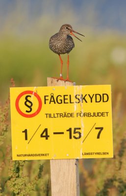 Redshank (tringa totanus)
