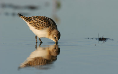 Little stint (Calidris minuta)