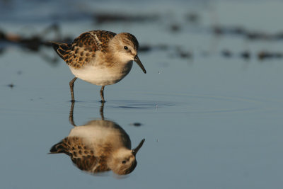 Little stint (Calidris minuta)