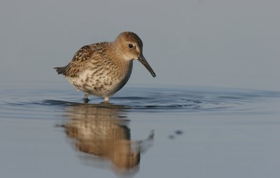 Dunlin (Calidris alpina)