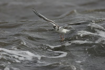 Little gull (Larus minutus)