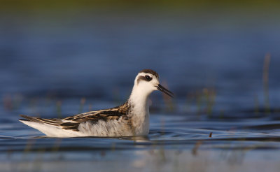 Red necked phalarope ( phalaropus lobatus)