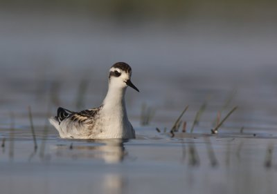 Red necked phalarope ( phalaropus lobatus)