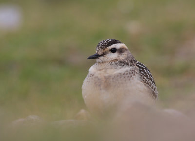 Dotterel (Charadrius morinellus)