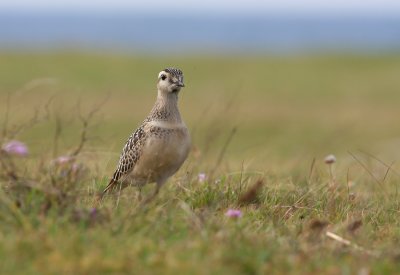 Dotterel (Charadrius morinellus)