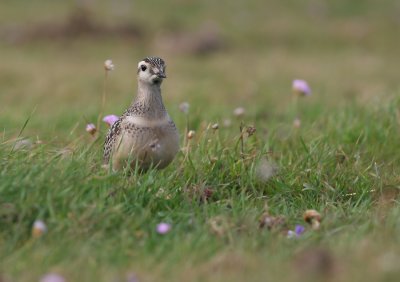 Dotterel (Charadrius morinellus)