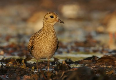 Golden plover (Pluvialis apricaria)