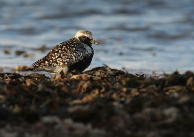 Grey plover (Pluvialis squatarola)