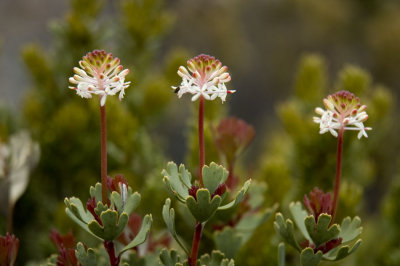 Mountain Rocket